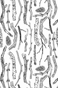 Branches, brindilles, écorces de bouleau et pommes de pin dessinées au trait noir sur fond blanc.