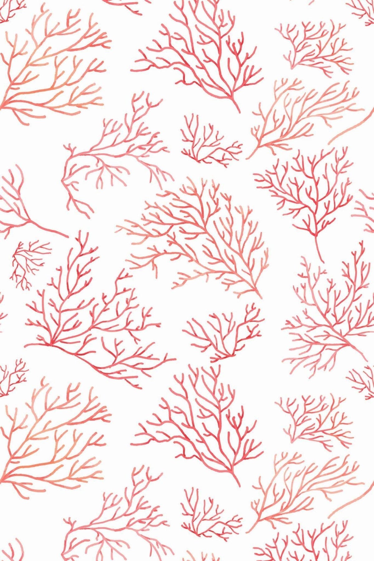 Branches de Corail Rose, aperçu aux dimensions saisies