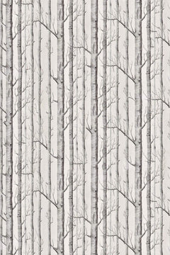 Le décor à plat : troncs de bouleaux blanc gris serrés, écorce mouchetée et fines branches nues sur fond clair.