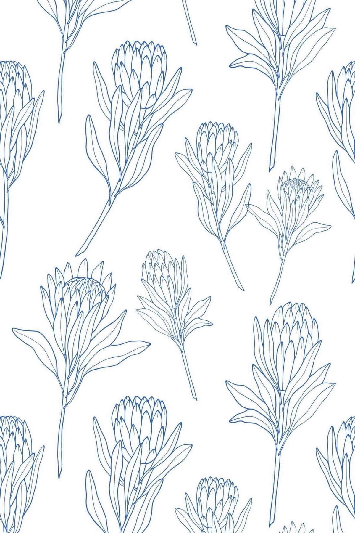 Protéas au Trait Bleu, aperçu aux dimensions saisies