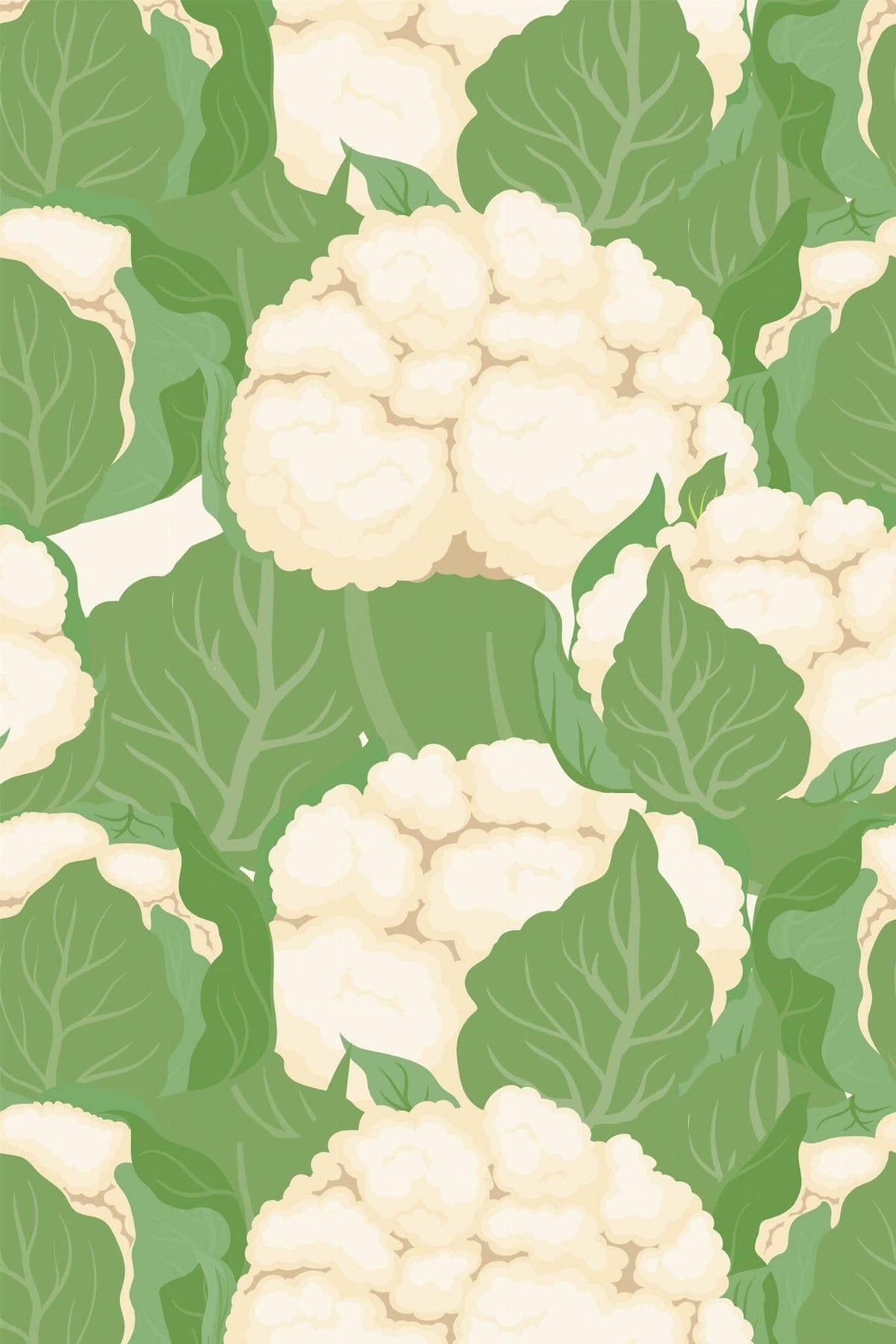 Choux-Fleurs Vert Sauge, aperçu aux dimensions saisies