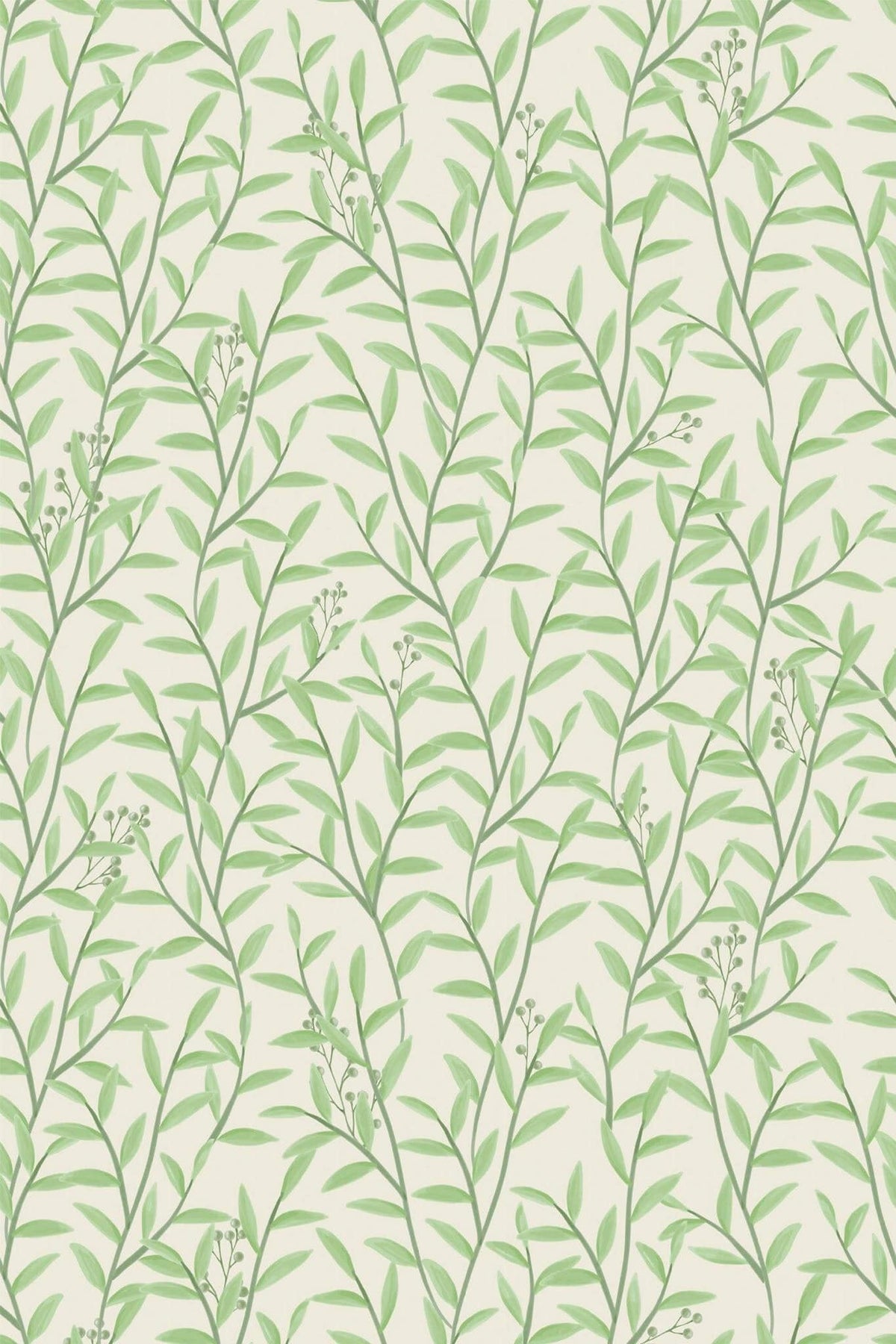 Feuillage De Saule Vert Tendre, aperçu aux dimensions saisies