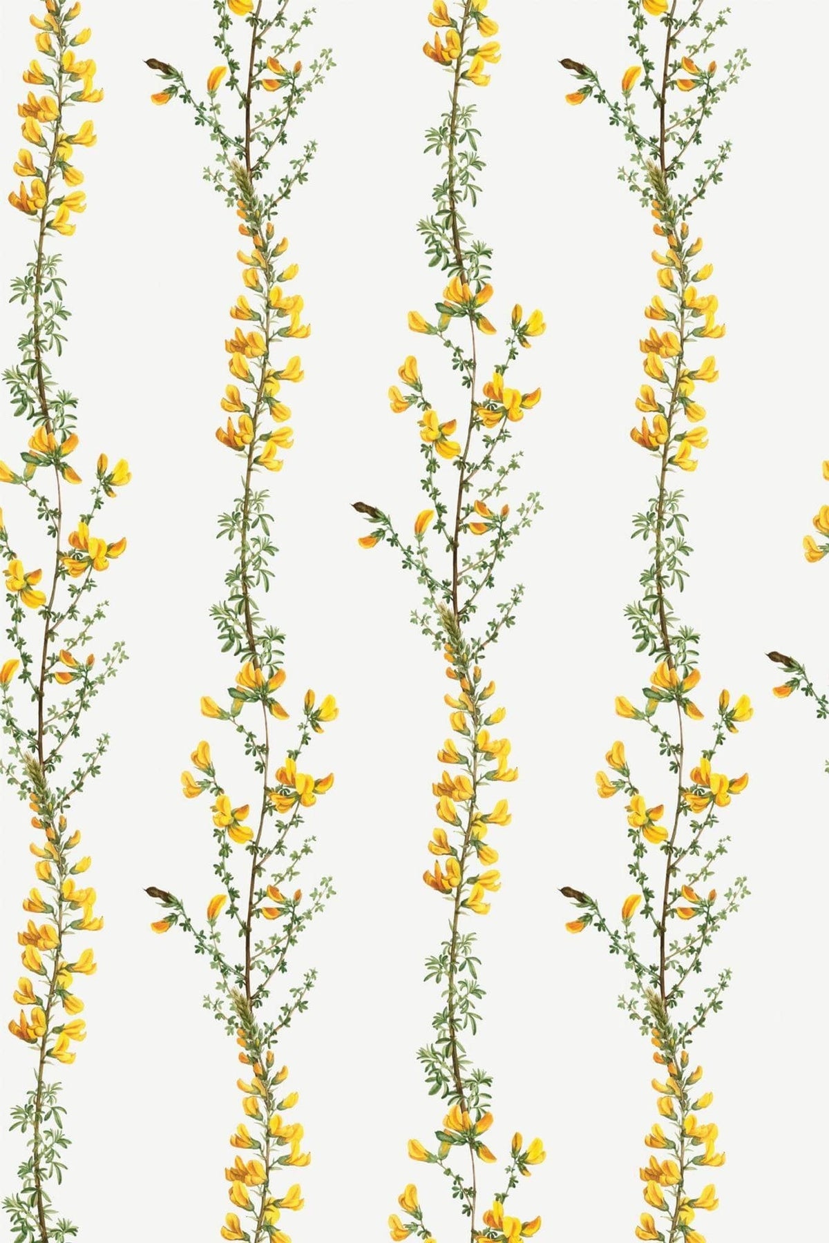 Genêt Jaune sur Ivoire, le motif seul