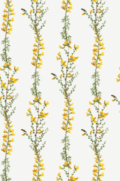 Le décor à plat : tiges verticales de genêt aux fleurs jaune d'or et au feuillage vert tendre, sur fond ivoire.