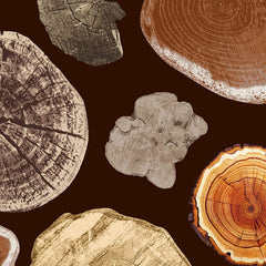 Gros plan sur l'impression : cernes concentriques et fentes d'une coupe de bois ambrée.