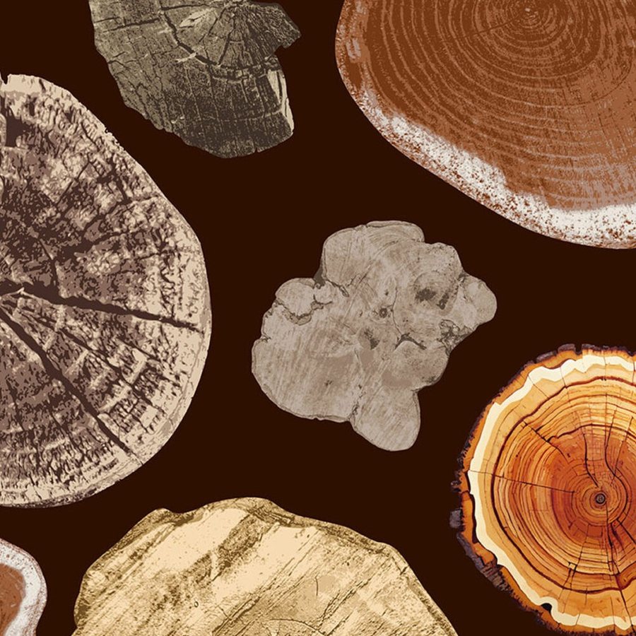 Gros plan sur l'impression : cernes concentriques et fentes d'une coupe de bois ambrée.