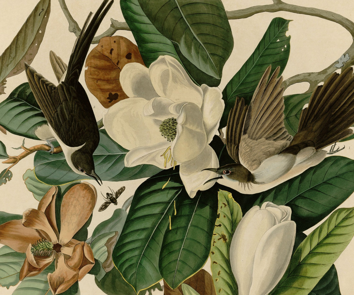 Magnolias Blancs sur Crème, le motif seul