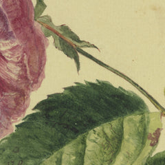 Gros plan de l'impression mate : pétales rose poudré ourlés de prune et grain du fond crème