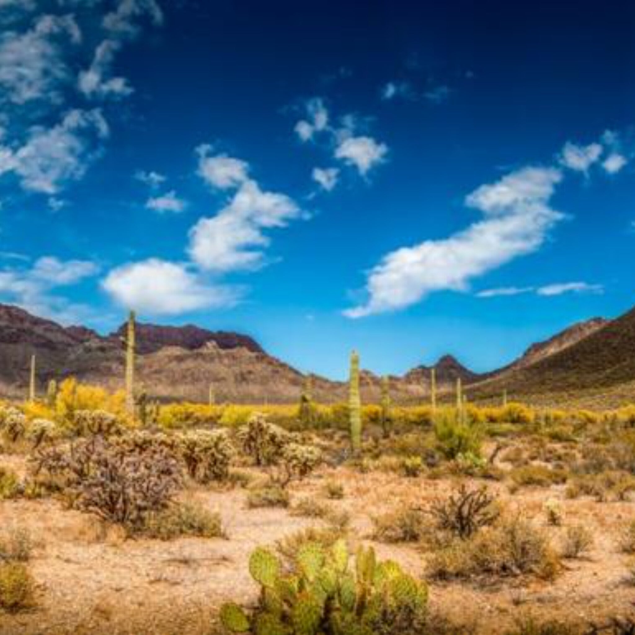 Papier peint panoramique Désert de Sonora, paysage de cactus ocre et bleu