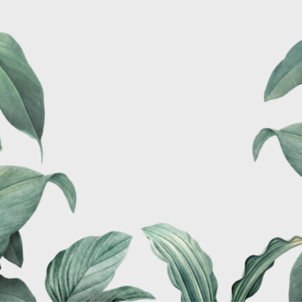Papier peint panoramique Feuillage sauge, feuilles vert d'eau sur fond gris perle