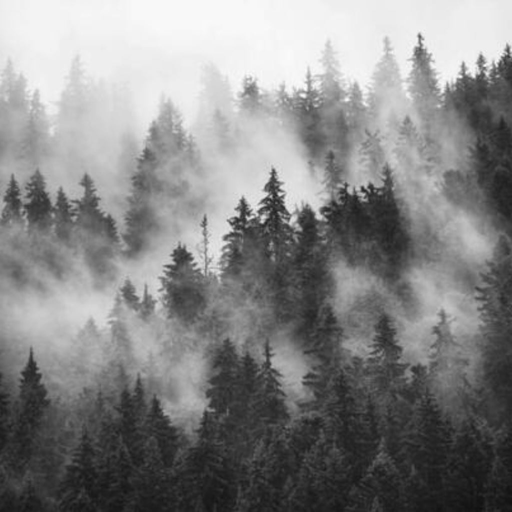 Papier peint panoramique Forêt de brume, paysage de sapins noir et blanc
